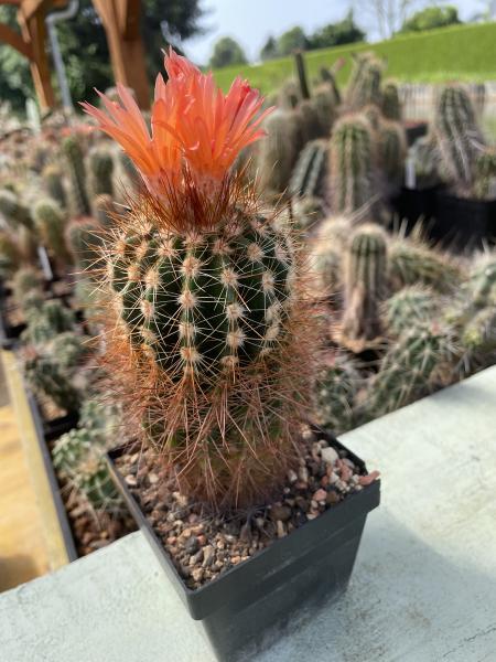 Notocactus muegelianus